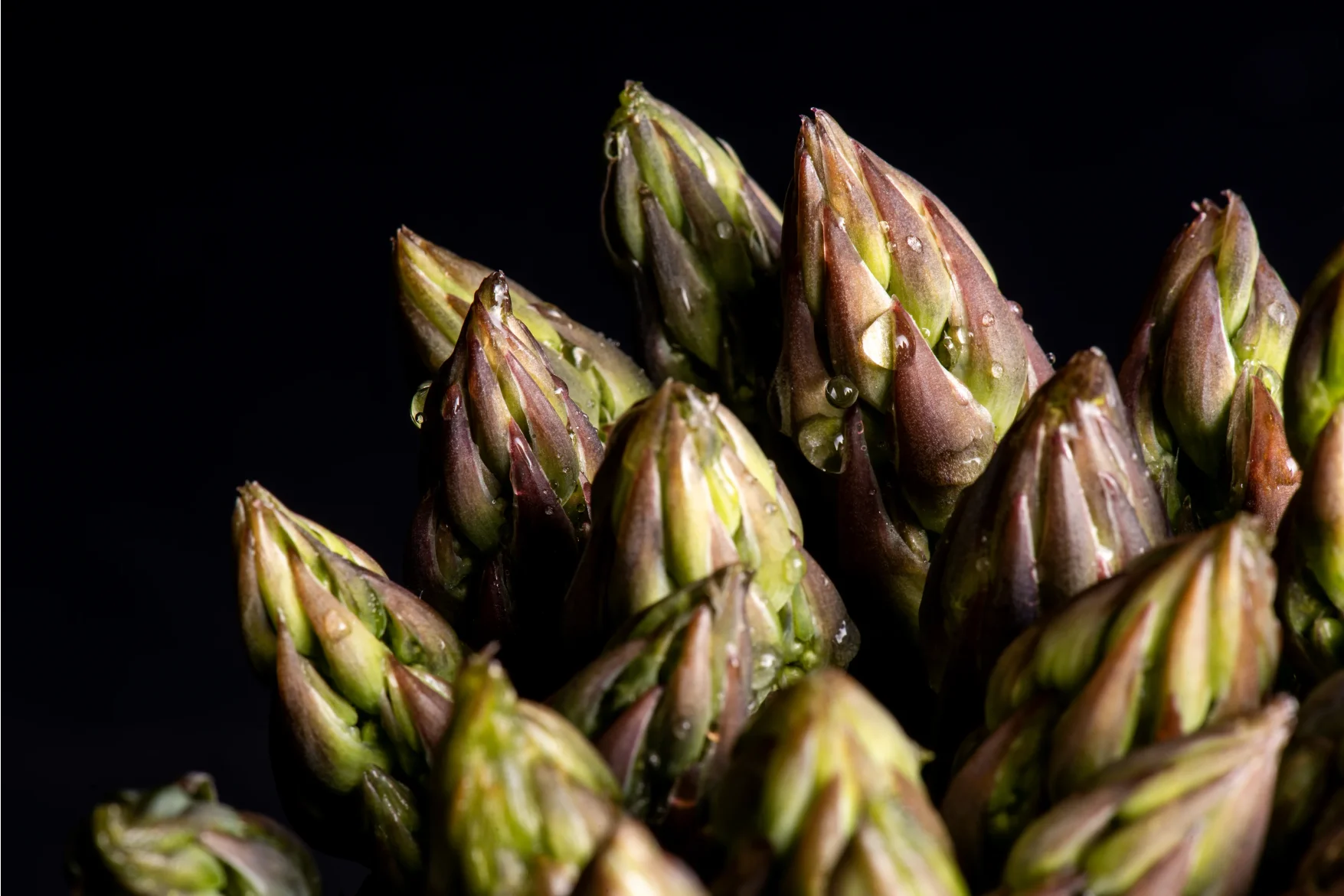 Dramatic close up food photography of asparagus