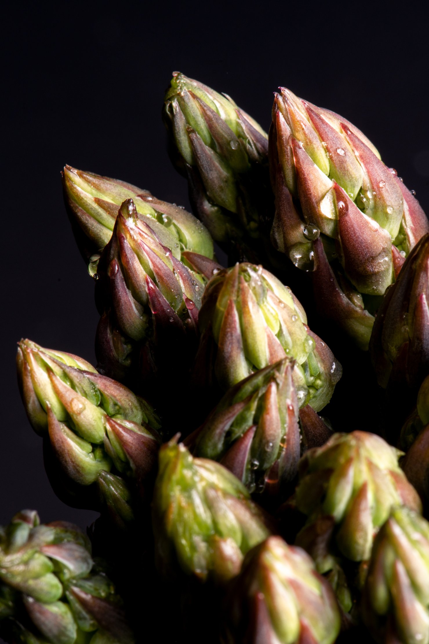 Dark and moody photograph of fresh asparagus with water droplets